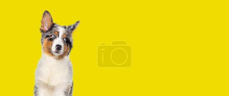 Foto de Divertido Cuatro meses de edad cachorro australiano pastor azul merle mirando hacia otro lado aislado sobre fondo amarillo - Imagen libre de derechos