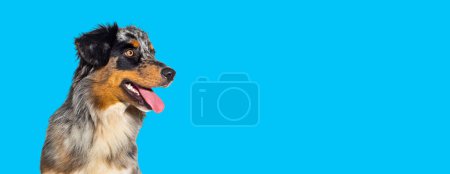 Photo for Blue merle australian shepherd dog panting mouth open isolated on a blue background - Royalty Free Image