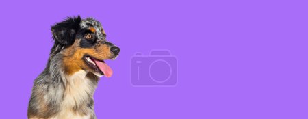 Foto de Azul merle australiano pastor perro jadeo boca abierta aislado sobre un fondo púrpura - Imagen libre de derechos
