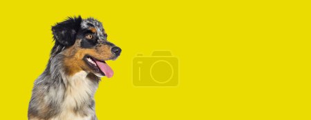 Foto de Azul merle australiano pastor perro jadeo boca abierta aislado sobre un fondo amarillo - Imagen libre de derechos