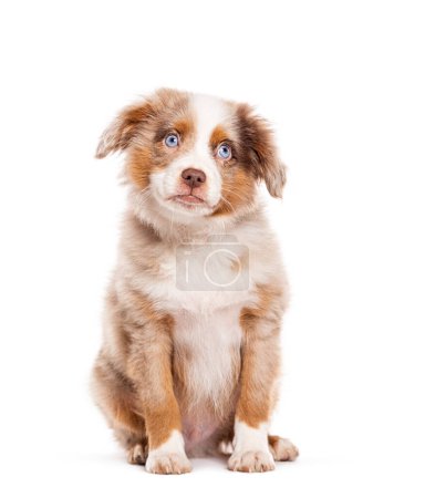 Foto de Triste lindo cachorro de tres meses rojo merle azul ojos Bastardo perro, cruz con un pastor australiano y raza desconocida, aislado en blanco - Imagen libre de derechos