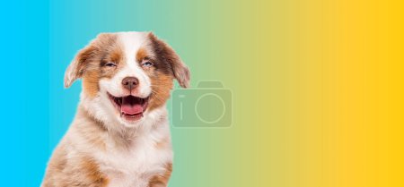 Foto de Feliz tres meses de edad cachorro rojo merle Bastardo perro cruz con un pastor australiano y desconocido crianza aislado en gradint azul amarillo fondo - Imagen libre de derechos