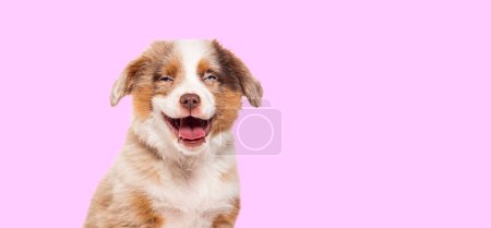 Photo for Happy three months old Puppy red merle Bastard dog cross with an australian shepherd and unknown breed isolated on pink background - Royalty Free Image