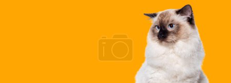 Foto de Foto de la cabeza de un gato Seal point ragdoll de ojos azules mirando hacia otro lado, banner web, aislado sobre fondo naranja, - Imagen libre de derechos