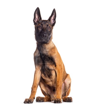 Photo for Young Malinois sitting isolated on white background - Royalty Free Image