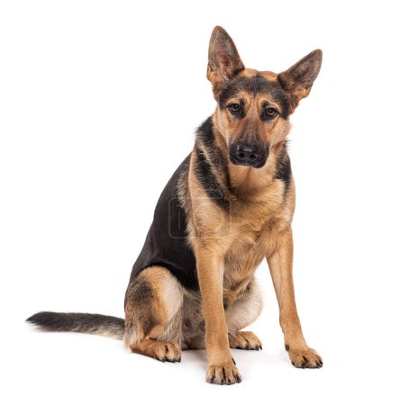 Photo for Sitting German shepherd dog looking at the camera, isolated on white - Royalty Free Image