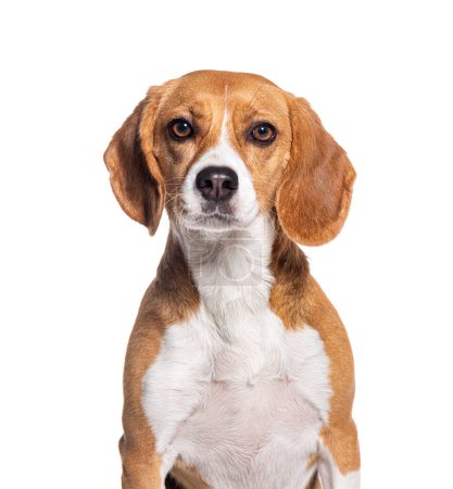 Photo for Portrait head shot of a beagle looking at camera, isolated on white - Royalty Free Image