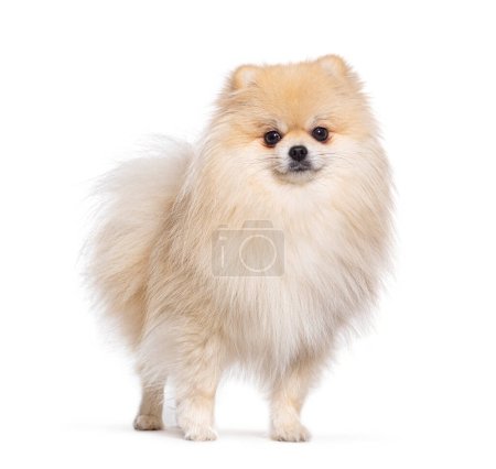 Photo for Pomeranian dog standing in front and looking at the camera, isolated on white - Royalty Free Image