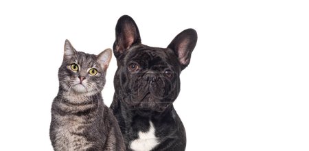 Téléchargez les photos : Bouledogue français noir et chat tabby assis ensemble et regardant la caméra, isolé sur blanc - en image libre de droit