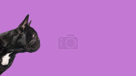 Foto de Perfil Cabeza de un bulldog francés negro mirando hacia otro lado, estandarte, aislado en púrpura - Imagen libre de derechos