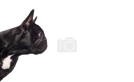 Foto de Perfil Cabeza de un bulldog francés negro buscando espacio vacío para copiar texto, Aislado en blanco - Imagen libre de derechos