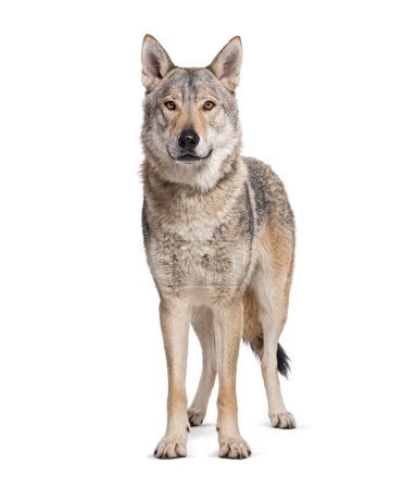 Standing in front Czechoslovakian Wolfdog looking at camera, Isolated on white