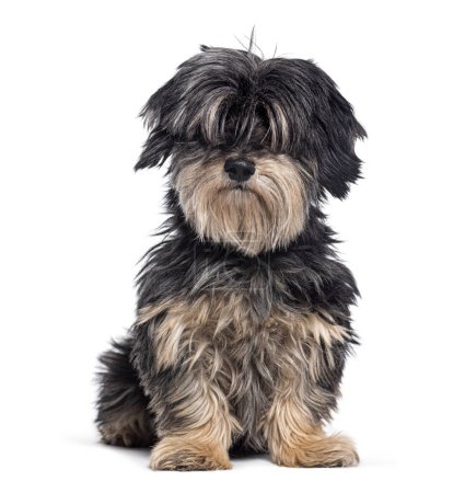 Crossbreed dog between a maltese and a Dachshund, Isolated on white