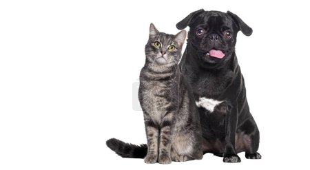 Photo for Dog and cat Sitting together. The pug is panting and look happy. both are looking at the camera - Royalty Free Image