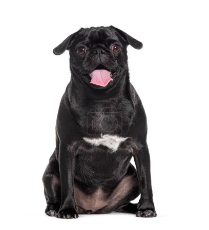 Photo for Sitting black Pug dog panting and looking at the camera, Isolated on white - Royalty Free Image