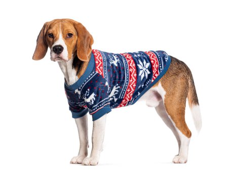 Téléchargez les photos : Beagle vêtu d'un manteau d'hiver, isolé sur blanc - en image libre de droit