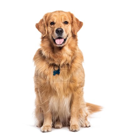 Photo for Happy sitting and panting Golden retriever dog looking at camera, Isolated on white - Royalty Free Image