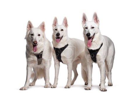 Photo for Group of Swiss Shepherd Dogs panting wearing an harness, Isolated on white - Royalty Free Image