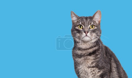 Photo for Head shot of a Grey tabby cat sitting and looking at the camera, on blue background - Royalty Free Image