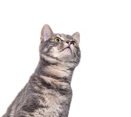 Téléchargez les photos : Prise de vue de tête d'un curieux chat tabby gris regardant vers la zone d'espace de copie, isolé sur blanc - en image libre de droit
