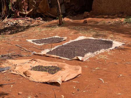 Téléchargez les photos : Coffee cherries drying in the sun on a plastic sheet in front of a traditional Ethiopian house in the Sidama region. Many Ethiopians grow, produce and drink their own coffee. Bona Zuria, Ethiopia, Africa - en image libre de droit
