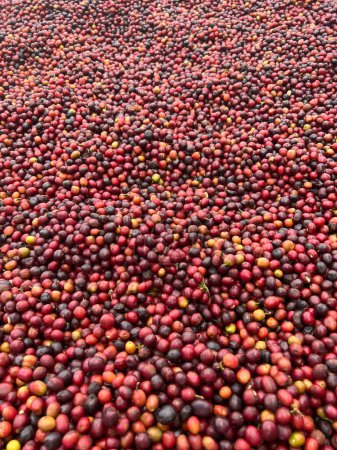 Foto de Coffee cherries being dried in a garden on a plastic sheet in the sun. this process is called the natural process. garden coffee is an ethiopian tradition. Bona Zuria, Ethiopia, Africa - Imagen libre de derechos