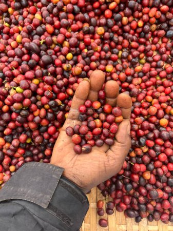 Téléchargez les photos : Une main tenant et montrant des cerises de café séchant au soleil dans un jardin. En Éthiopie, les gens cultivent et boivent le café qu'ils cultivent dans leur jardin. Le café de jardin est une tradition éthiopienne. - en image libre de droit