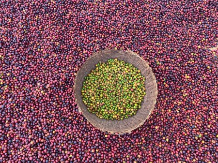 Foto de Cerezas de café rojo y verde etíopes que se secan al sol. Este proceso es el proceso natural. Las cerezas se clasifican a mano y el verde se ponen en una canasta de mimbre. Bona Zuria, Sidama, Etiopía - Imagen libre de derechos