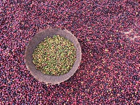 Téléchargez les photos : Cerises de café rouge et vert éthiopien couché pour sécher au soleil. Ce processus est le processus naturel. Les cerises sont triées à la main et les vertes sont mises dans un panier en osier. Bona Zuria, Sidama, Ethiopie - en image libre de droit