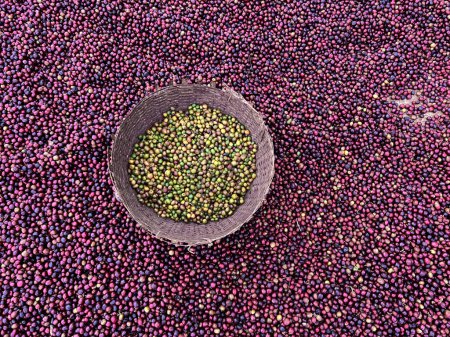 Foto de Cerezas de café rojo y verde etíopes que se secan al sol. Este proceso es el proceso natural. Las cerezas se clasifican a mano y el verde se ponen en una canasta de mimbre. Bona Zuria, Sidama, Etiopía - Imagen libre de derechos