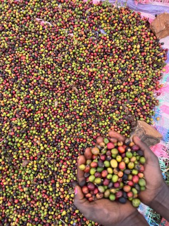 Photo for Coffee cherries being dried in a garden on a plastic sheet in the sun. this process is called the natural process. garden coffee is an ethiopian tradition. Bona Zuria, Ethiopia, Africa - Royalty Free Image