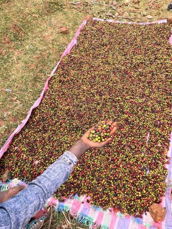Photo for A hand holding and showing coffee cherries drying in the sun in a garden. In Ethiopia, people grow and drink the coffee they grow in their garden. Garden coffee is an Ethiopian tradition. - Royalty Free Image