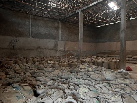 Téléchargez les photos : Stock of green coffee beans in large canvas bags stored in a warehouse in the Sidama region of Ethiopia waiting to be sold - en image libre de droit