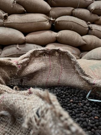 Téléchargez les photos : Sac textile rempli de grains de café torréfiés attendant d'être vendus, Sidama, Ethipoia - en image libre de droit