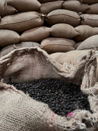 Téléchargez les photos : Textile bag filled with roasted coffee beans waiting to be sold, Sidama, Ethipoia - en image libre de droit