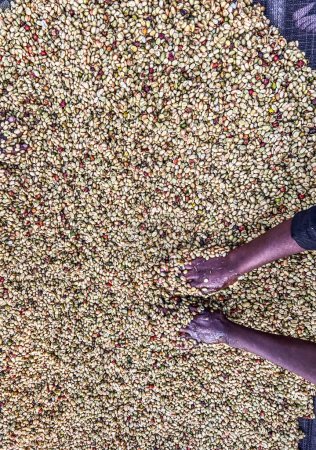 Téléchargez les photos : Women's hands mixing coffee cherries processed by the Honey process in the Sidama region, Ethiopia. - en image libre de droit