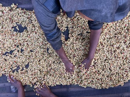Téléchargez les photos : Mains de femmes mélangeant des cerises de café transformées par le procédé Honey dans la région de Sidama, en Éthiopie. - en image libre de droit