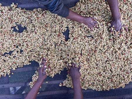 Foto de Women's hands mixing coffee cherries processed by the Honey process in the Sidama region, Ethiopia. - Imagen libre de derechos