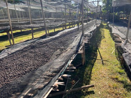 Foto de Ethiopian coffee cherries lying to dry in the sun in a drying station on raised bamboo beds. Natural process, Bona Zuria, Sidama, Ethiopia, Africa - Imagen libre de derechos