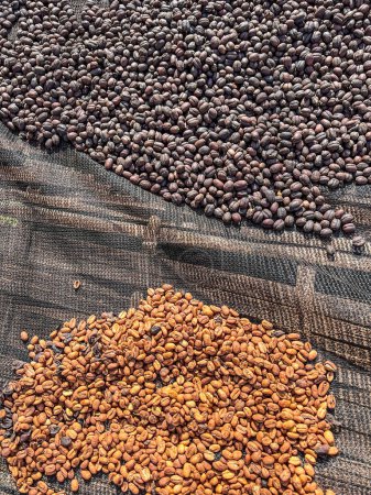 Foto de Ethiopian dried and peel  off shell  coffee bean lying to dry in the sun. Bona Zuria, Ethiopia - Imagen libre de derechos