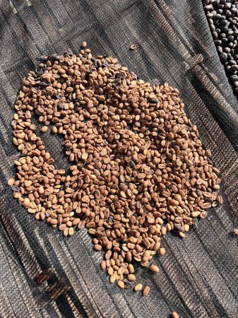 Téléchargez les photos : Ethiopien séché et peler grains de café coquille couché pour sécher au soleil. Bona Zuria, Éthiopie - en image libre de droit