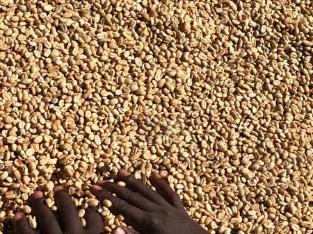 Foto de Las manos de las mujeres mezclando granos de café secos en el proceso de secado al sol, el proceso de miel, en la región de Sidama en las tierras altas de Etiopía - Imagen libre de derechos