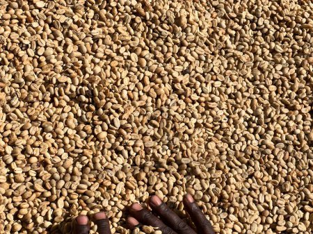 Photo for Women's hands mixing dry coffee beans in the sun-drying process, the honey process, in the highland Sidama region of Ethiopia - Royalty Free Image