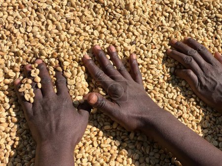 Foto de Women's hands mixing dry coffee beans in the sun-drying process, the honey process, in the highland Sidama region of Ethiopia - Imagen libre de derechos