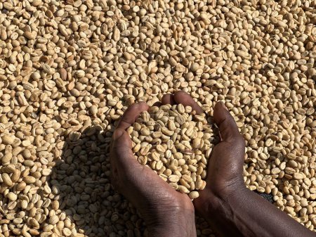 Téléchargez les photos : Mains de femmes montrant des grains de café secs dans le processus de séchage au soleil, le processus de miel, dans la région montagneuse de Sidama en Éthiopie - en image libre de droit