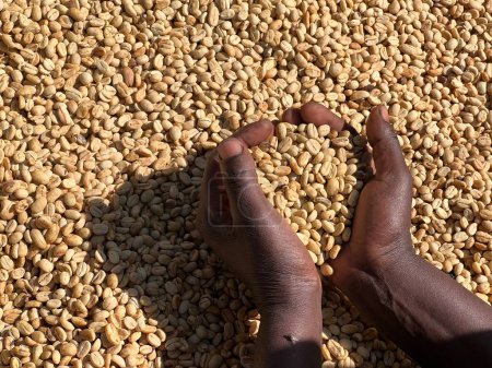 Photo for Women's hands showing dry coffee beans in the sun-drying process, the honey process, in the highland Sidama region of Ethiopia - Royalty Free Image