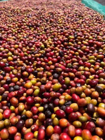 Foto de Ethiopian red and green coffee cherries lying to dry in the sun. This process is the natural process. Bona Zuria, Ethiopia - Imagen libre de derechos