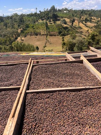 Foto de Ethiopian coffee cherries lying to dry in the sun in a drying station on raised bamboo beds. This process is the natural process. Bona Zuria, Sidama, Ethiopia, Africa - Imagen libre de derechos