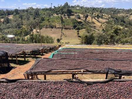 Foto de Ethiopian coffee cherries lying to dry in the sun in a drying station on raised bamboo beds. This process is the natural process. Bona Zuria, Sidama, Ethiopia, Africa - Imagen libre de derechos