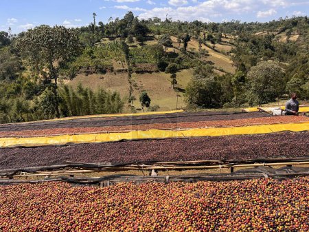 Coffee cherries drying in the sun on plastic sheeting on bamboo shelves in the mountains of the Sidama region. 